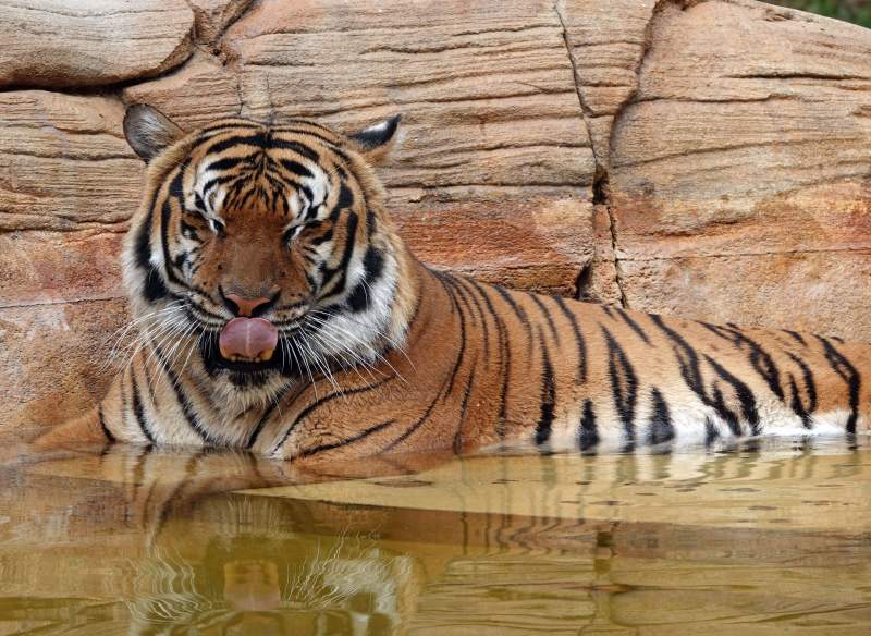 Tiger shot dead after being found with cleaner's arm in its mouth
