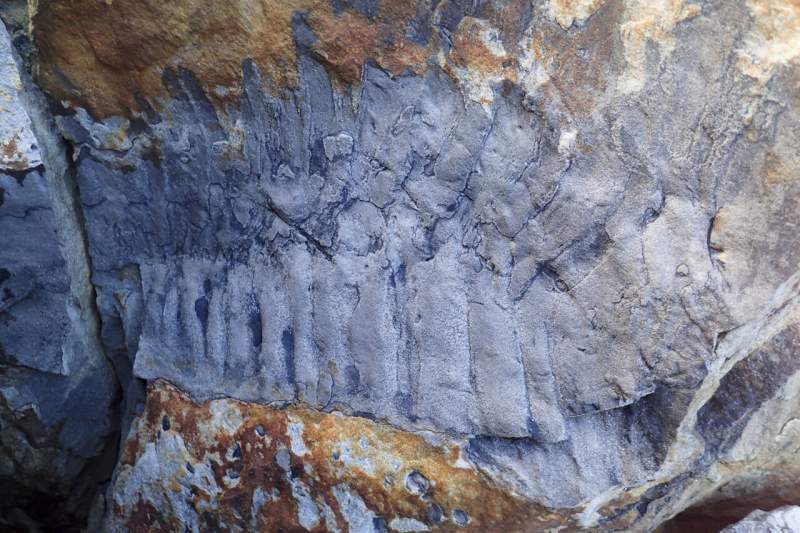 Giant millipede fossil found on UK beach