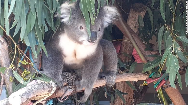 Alleged koala massacre, Victoria, Melbourne, Australia