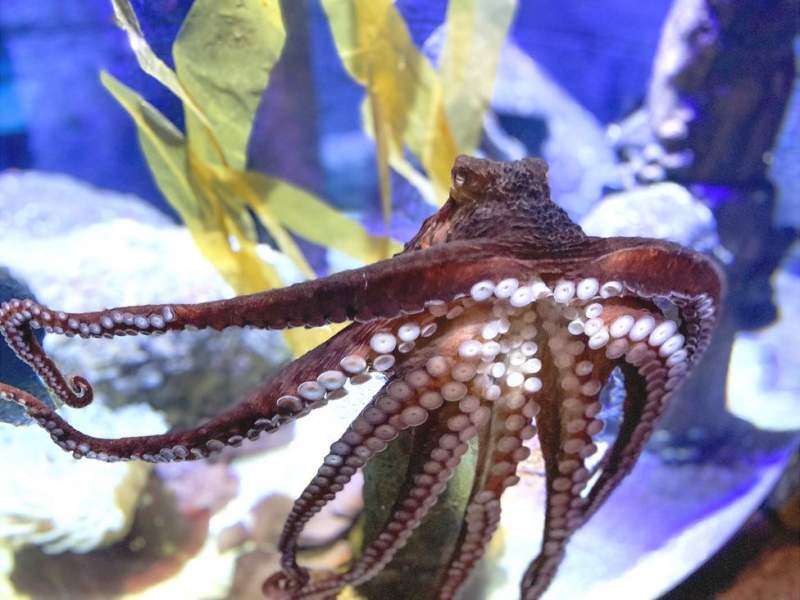 Worlds first octopus farm to open in canaries