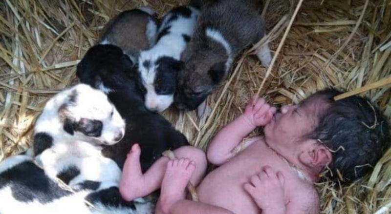 "Miracle" as litter of puppies save newborn baby
