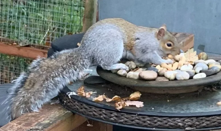 Vicious squirrel terrorises Welsh town leaving people “scared to go out”