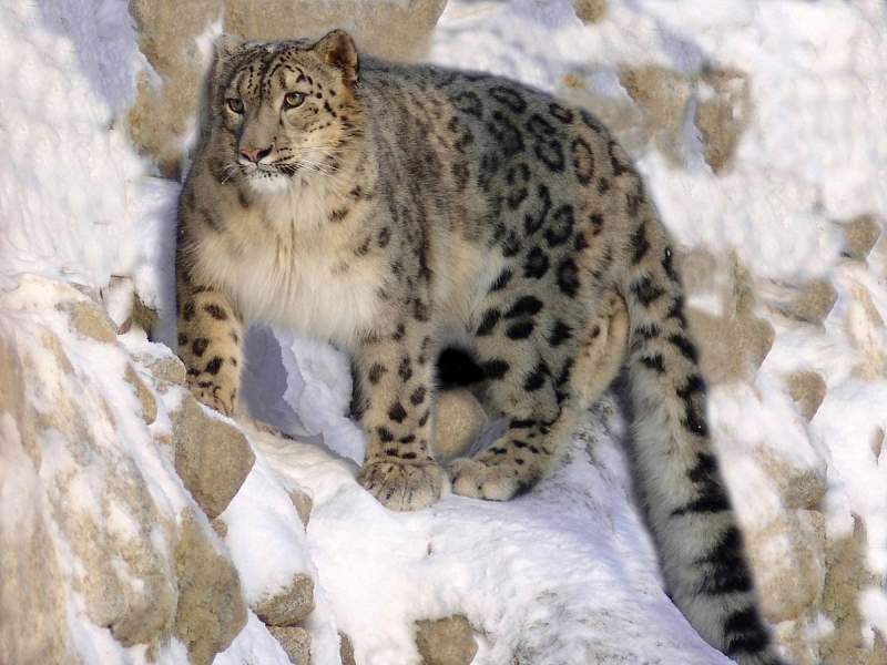 Rare snow leopard dies from COVID at a zoo in Illinois