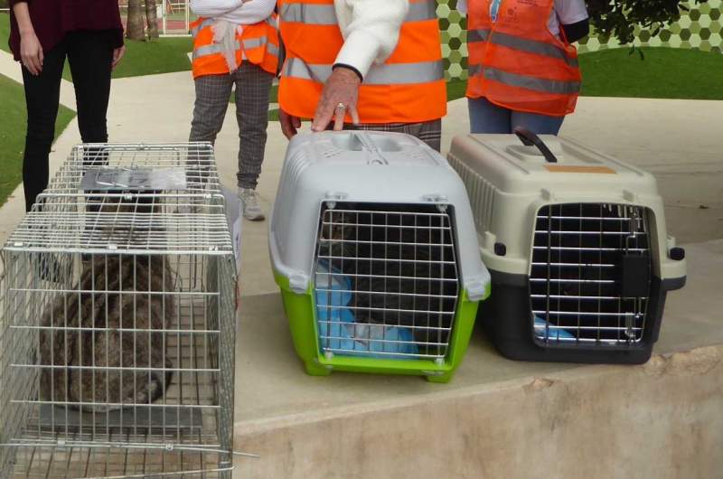 Volunteers needed for to help with sterilisation programme for La Nucia street cats