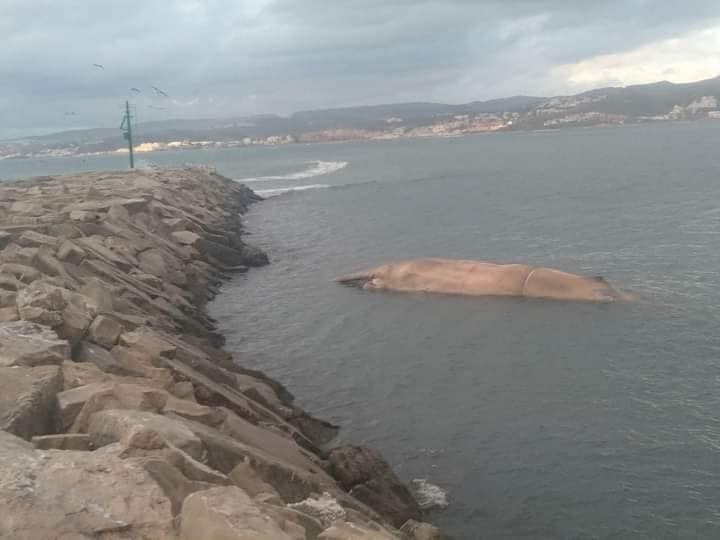 Rotting body of Estepona whale spotted floating around port again