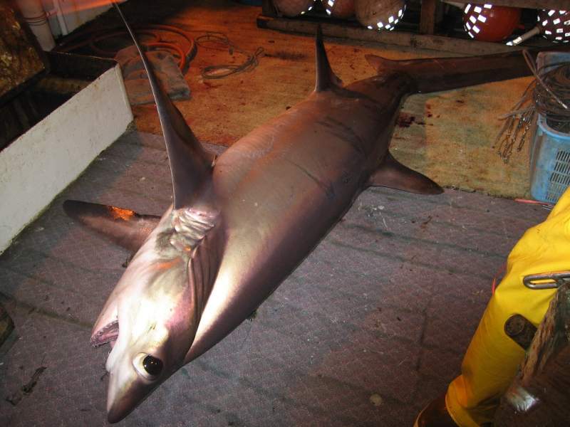 Nerja fishermen face prison for accidentally capturing endangered shark
