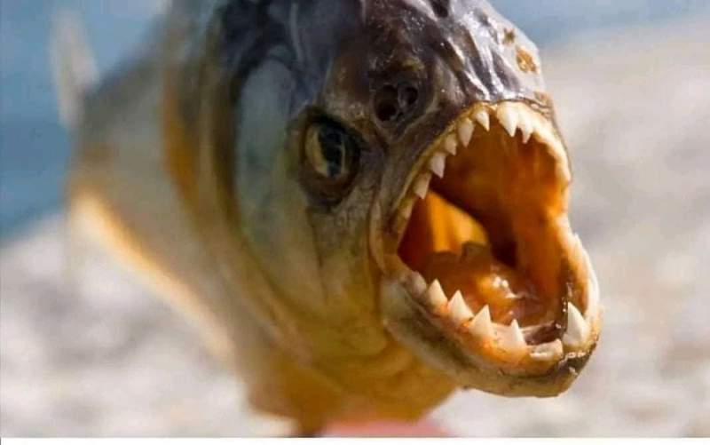 Wave of brutal piranha attacks leaves more than 20 injured and four dead in less than a week