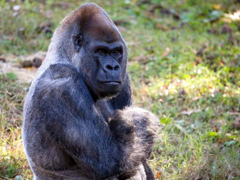 World's oldest male gorilla Ozzie dies aged 61