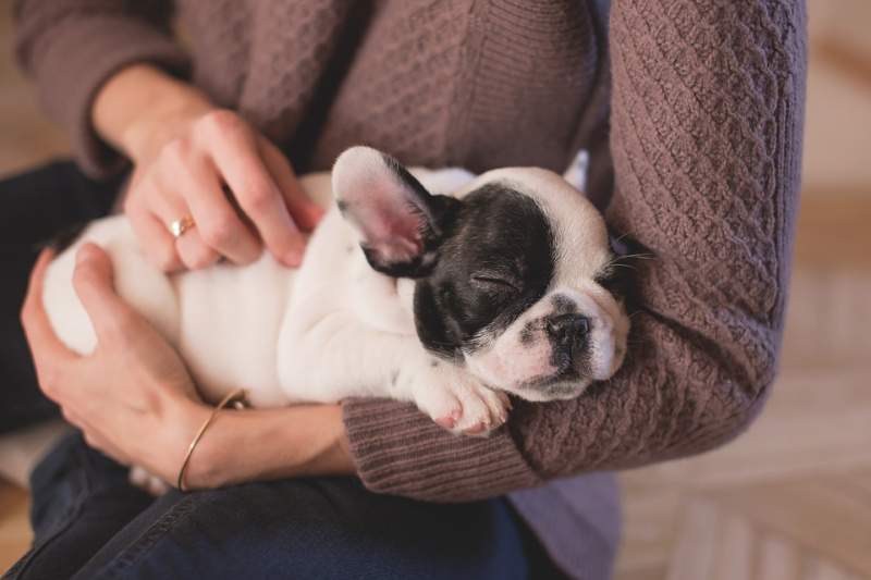 Customers fuming after energy company tells them to cuddle pets to keep warm
