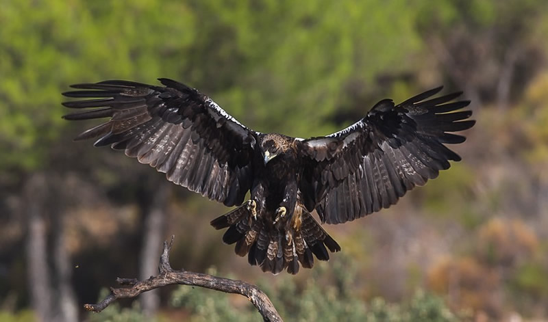 Numbers of the Iberian imperial eagle species are growing in Spain