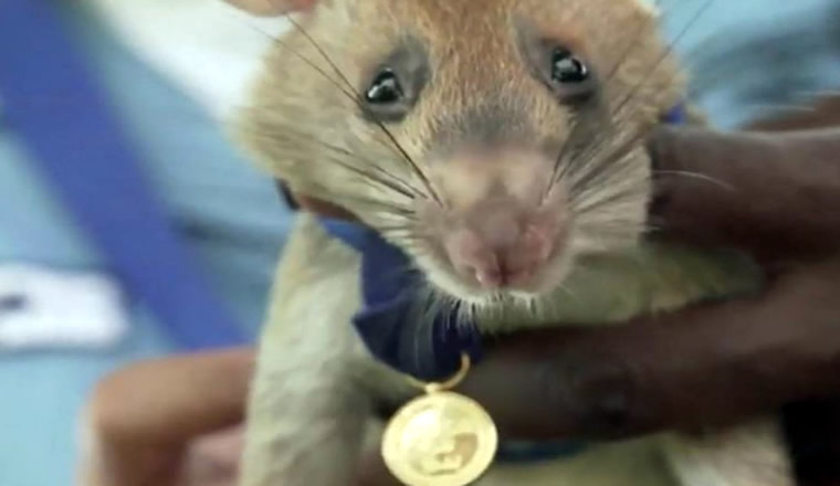 Magawa: Hero rat who won a medal for detecting landmines has died