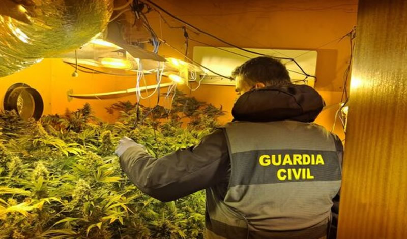 Almost 1,000 marijuana plants seized in raids in Sevilla province