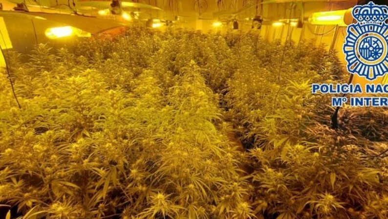Police seize 414 marijuana plants in Alhaurin de la Torre industrial warehouse