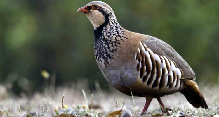 Red partridge hunting 'with a call' season approaches in Almeria province