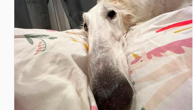 The lovable dog with the world's longest nose is an internet sensation