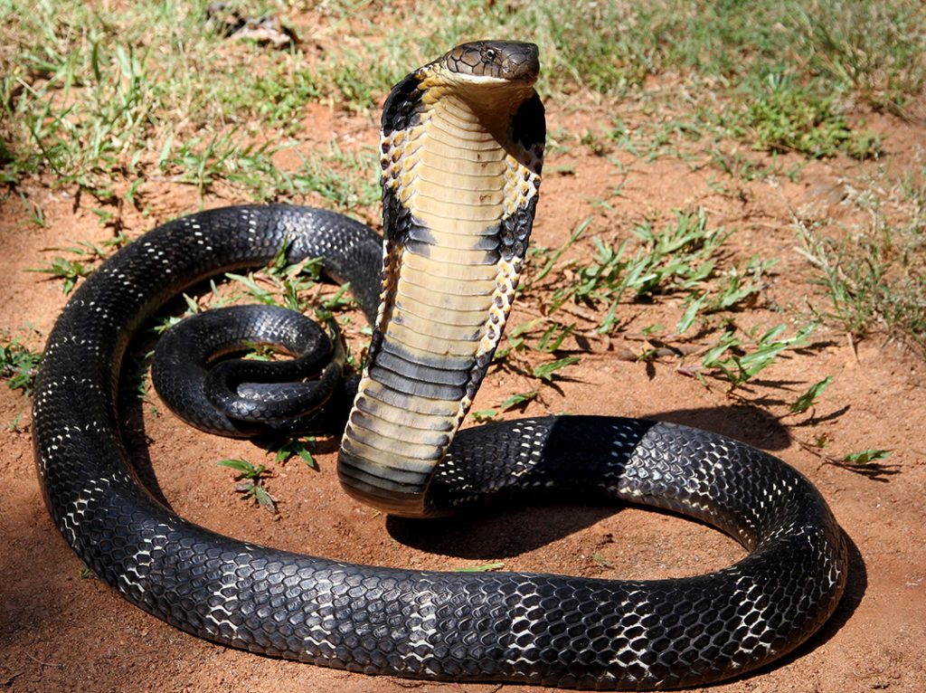 Large number of venomous and dangerous animals seized from individual in Gran Canaria