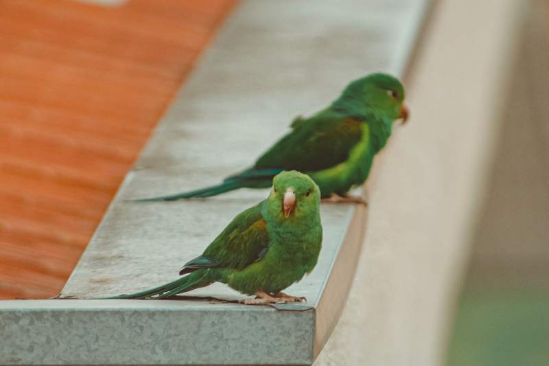 Population explosion of green parrots in Almeria City