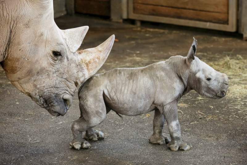 Just in: Baby rhino Tayo dies aged 14 months at Erfurt Zoo