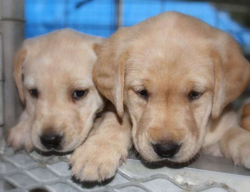 57 Labrador pups discarded after contract ends, Many Tears Animal Rescue, Wales Online
