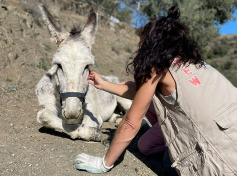 Donkey Dreamland and Olivia need your help