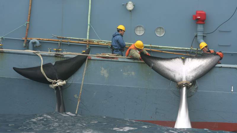 Iceland plans to end whaling, Morgunbladid, Svandis Svavarsdottir