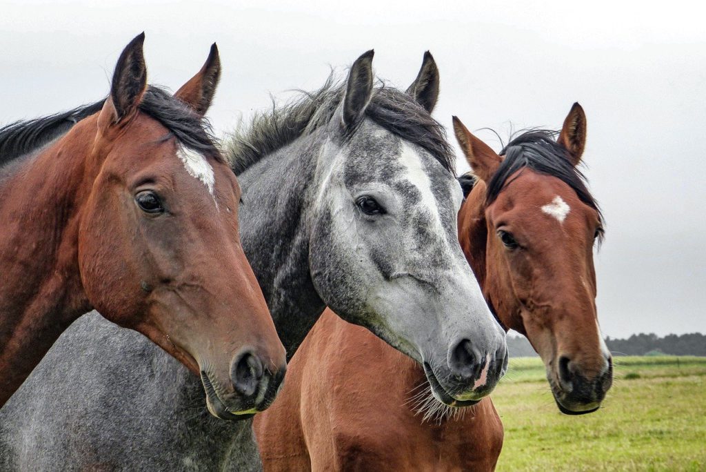Torrent horse breeder beats employee to death