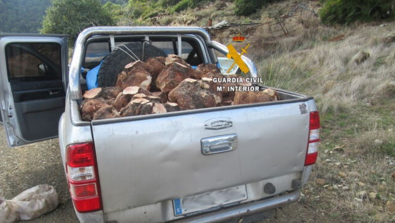 Seprona officers seize 48 heather vines cut illegally in Sierra de las Nieves