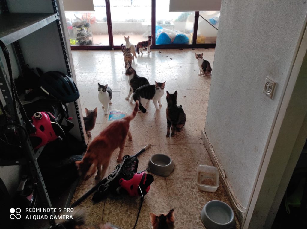 Policia Local rescue 15 cats abandoned in a Campello property