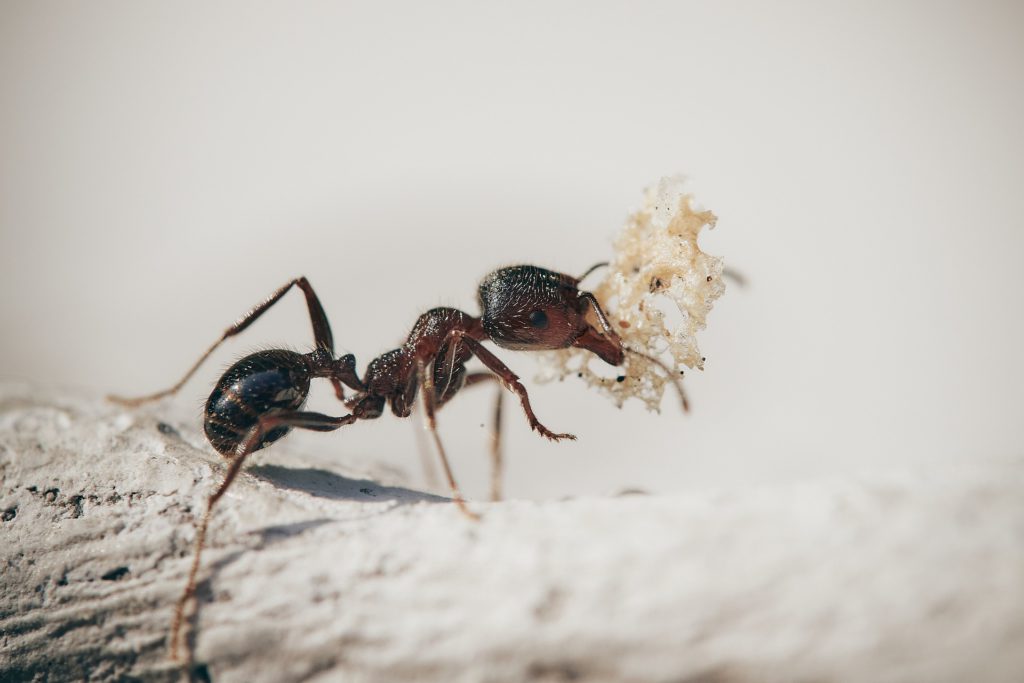 Dangerous new species of ant found in Europe
