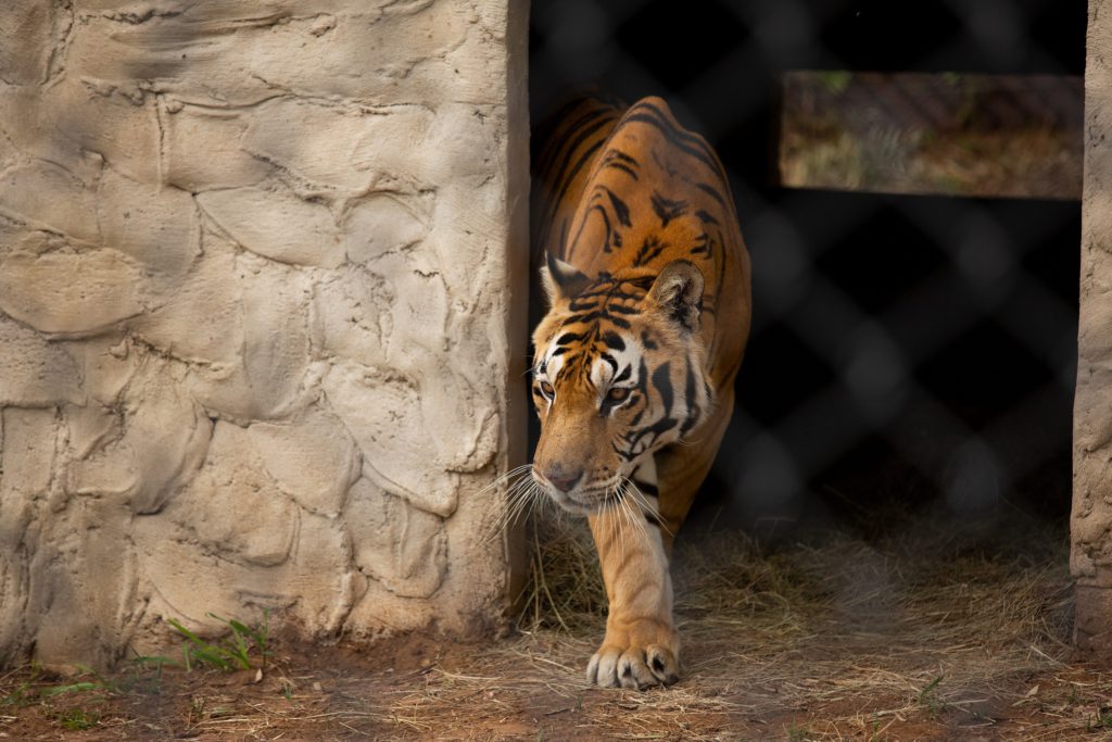 Caged Bengal Tigers feel grass for the first time, Lionsrock, Four Paw International