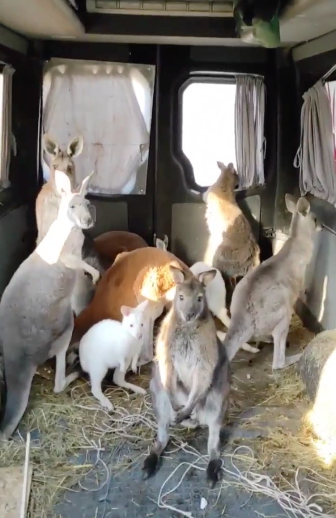 10 Kangaroos evacuated from Kharkiv amidst Russian attack.