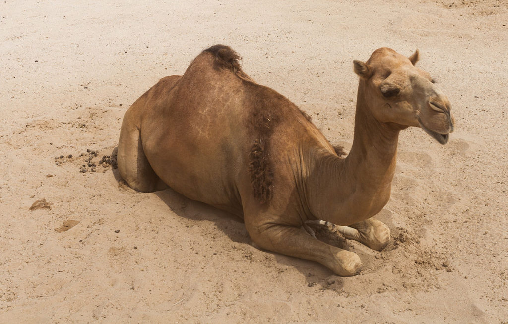 Camel escapes from zoo and kills two people in Tennessee