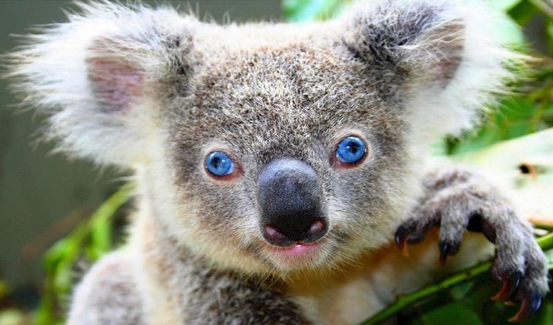Koala bears could be extinct within 30 years