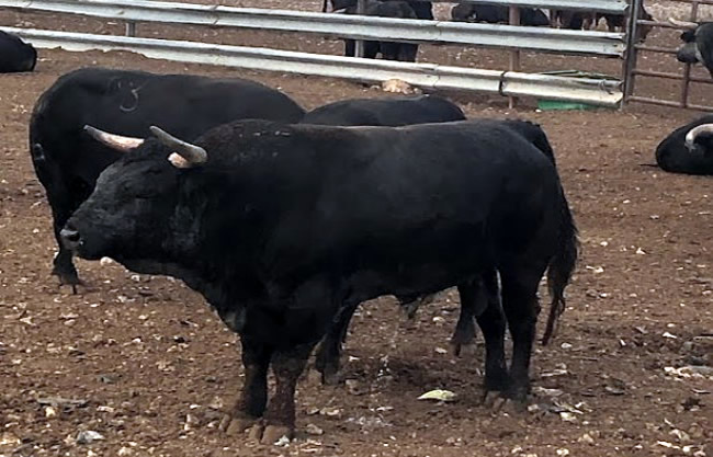 Foreman of Valencian cattle ranch killed by a bull