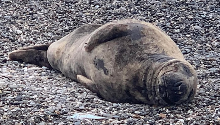 WATCH: Grey seal resting on the beach in Motril