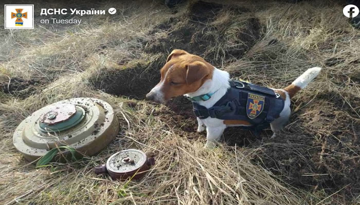 Jack Russell terrier is hero explosives sniffer dog of Ukrainian military