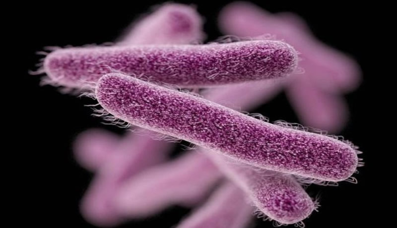 Eight cases of infection by Shigella bacteria confirmed in Spain