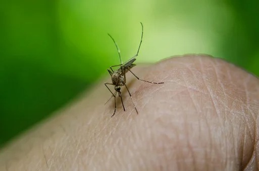 Brit holidays hit by Canary Islands alert for ‘yellow fever’ mosquito