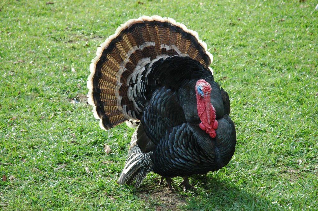 Gobble gobble, turkeys in trouble