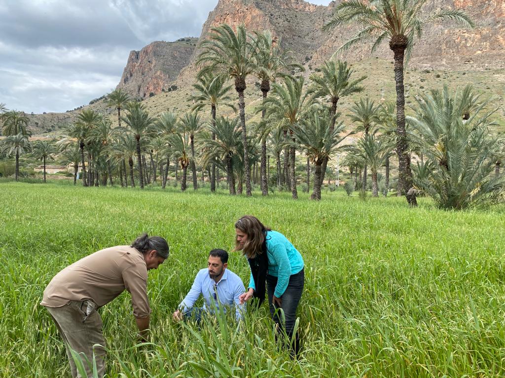 Tending Orihuela's Palmeral forest with new trees and traditional crops