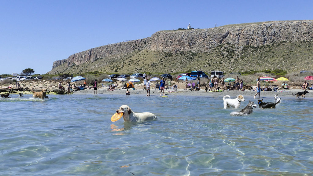 Alicante Diputacion launches a new "pets welcome" brand for the Costa Blanca