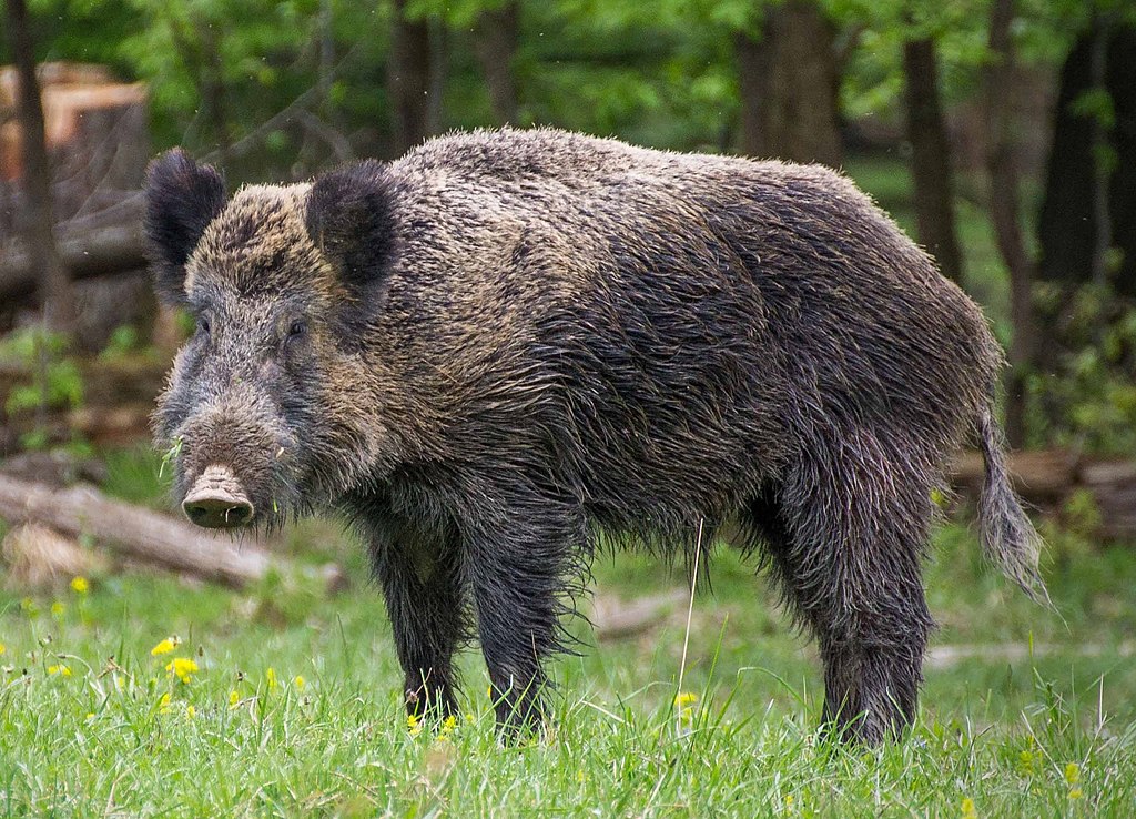 A better solution needed to control Denia's rapidly-increasing boar population