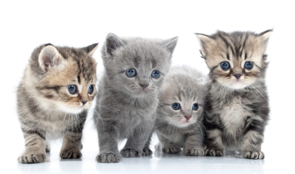 Spain's new Animal Welfare Law introduces mandatory sterilisation of cats younger than six months