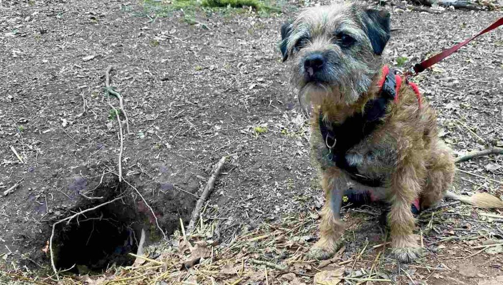 Miracle dog survives 12 days trapped in badger holes