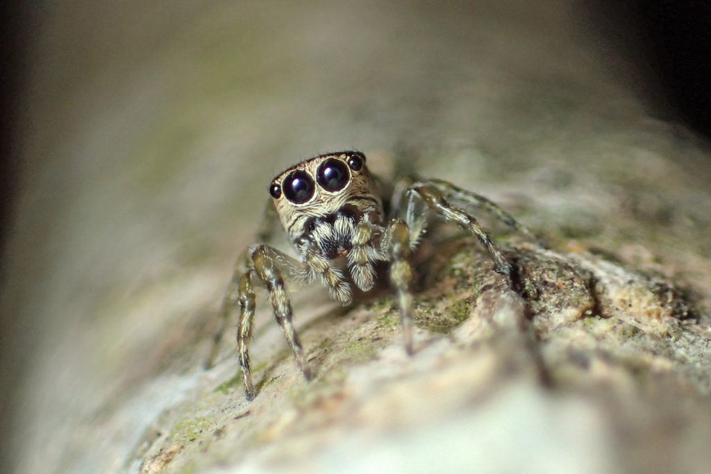 Spiders, Spiders everywhere – all 50,000 of them