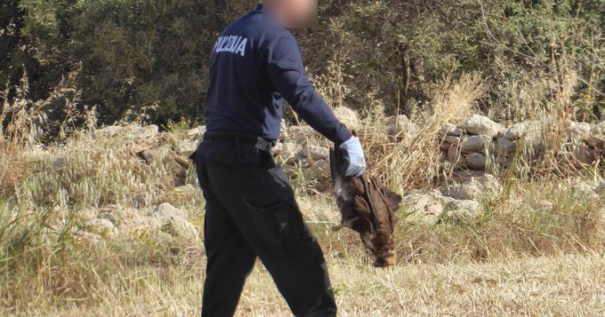 Bird poachers in Cyprus handed record fines