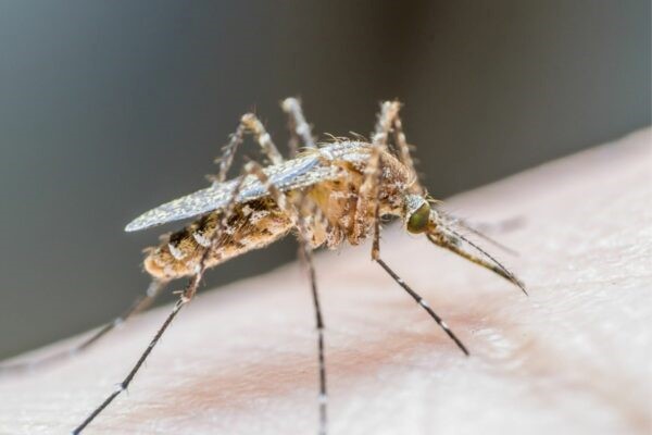 Today is World Malaria Day 2022, a remembrance of the 627,000 who died in 2021