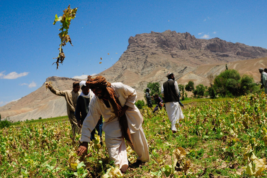The Taliban ban drug and opium cultivation