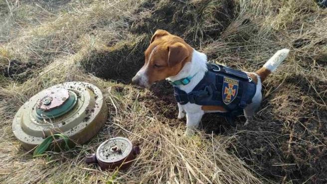 Meet Patron, the dog that detects Russian landmines