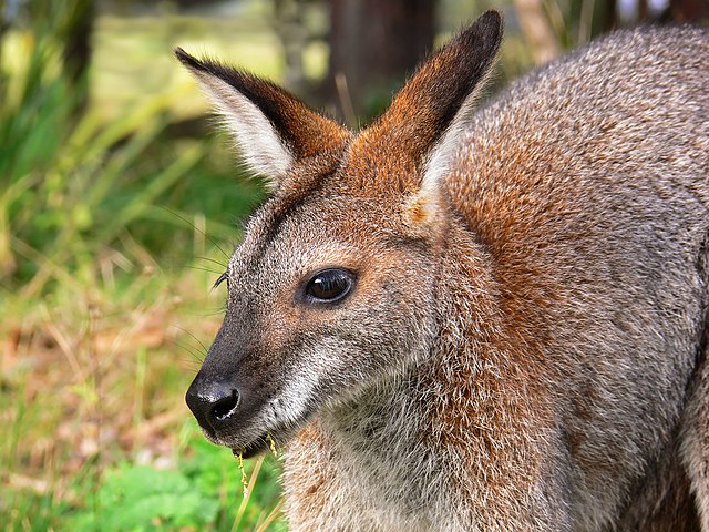 Missing wallaby found hiding in plain sight